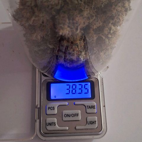 California Haze growlog timeline photo