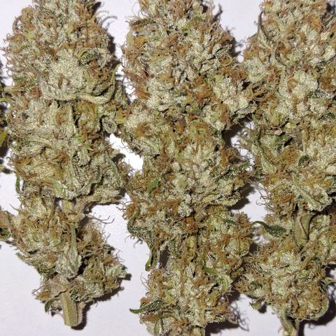 California Haze growlog timeline photo