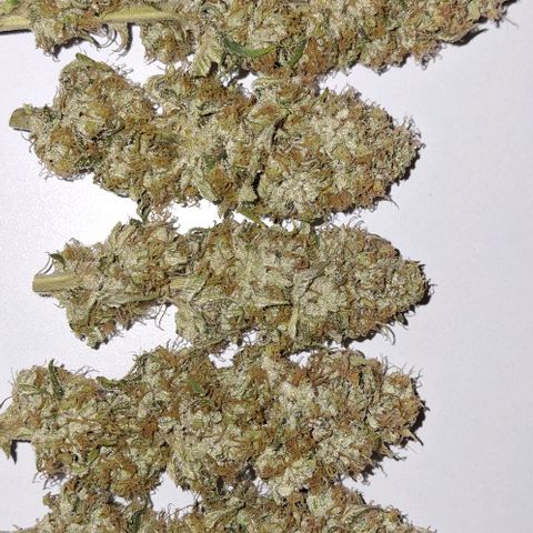 California Haze growlog timeline photo