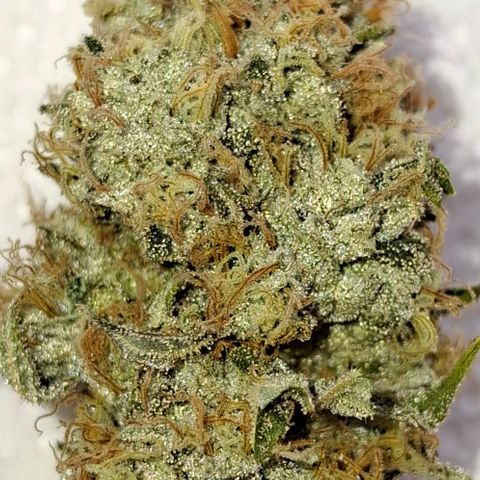California Haze growlog timeline photo