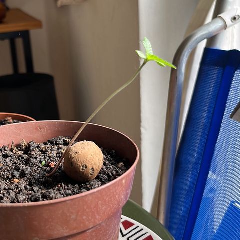 silene seagle growlog timeline photo