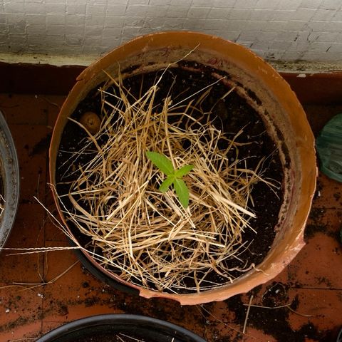 silene seagle growlog timeline photo