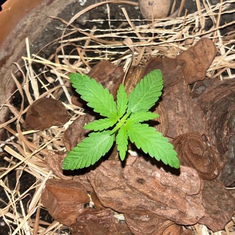silene seagle growlog timeline photo