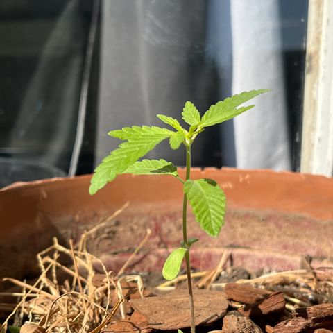 silene seagle growlog photo: bichinho minúsculo rondando as plantinhas + borrifei agua de manhã (umas 10h) 