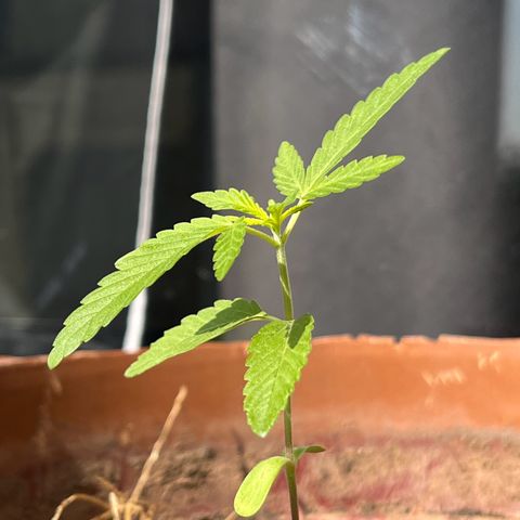 silene seagle growlog photo: umas 12horas depois da rega noturna 
elas se ergueram