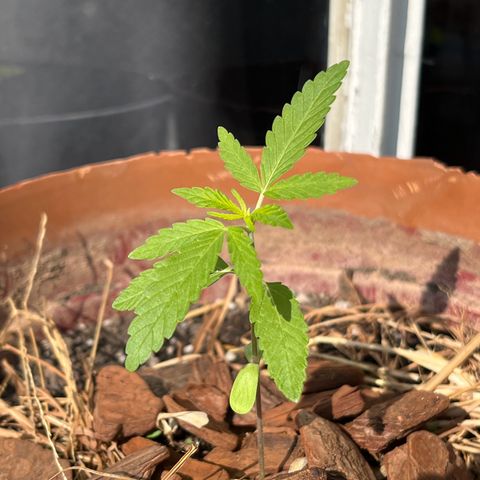 silene seagle growlog photo: umas 12horas depois da rega noturna 
elas se ergueram