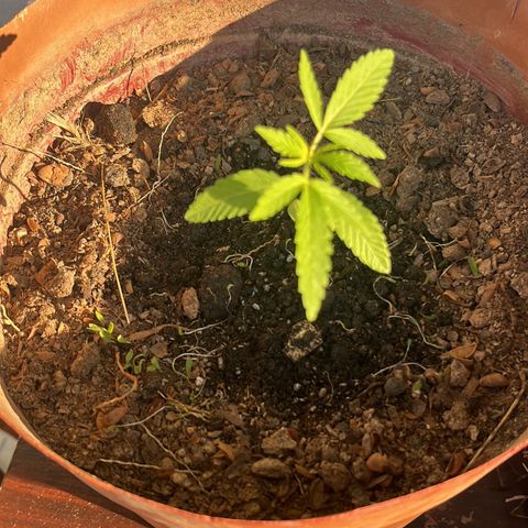 silene seagle growlog photo: esterco de ave + rega pra ele descer 🙂