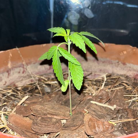 silene seagle growlog photo: a folha não fazia isso. mas hoje (18/07) depois de ter regado com mais agua que nunca deu de noite e ela não ficou caída assim!