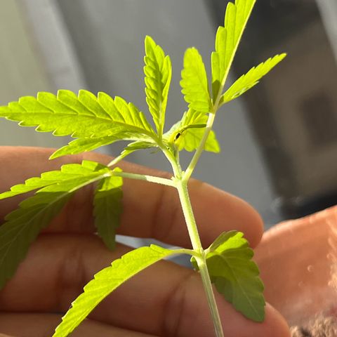 silene seagle growlog photo: achei esse mosquitinho na planta. ele tava grudado aí e em outras partes tinham alguns pontinhos pretos. retirei tudo cuidadosamente (o mosquito e os pontos)