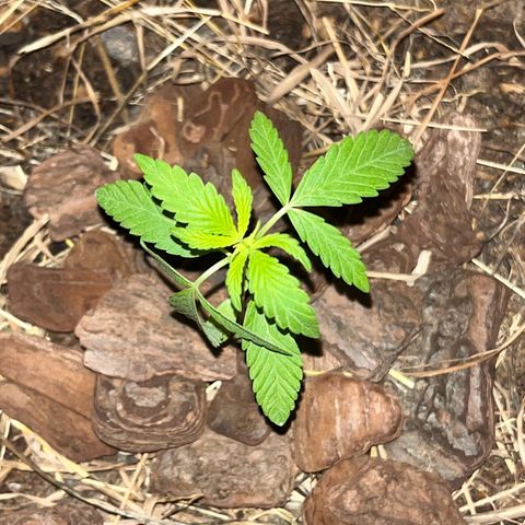 silene seagle growlog photo: a folha não fazia isso. mas hoje (18/07) depois de ter regado com mais agua que nunca deu de noite e ela não ficou caída assim!
