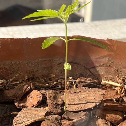 silene seagle growlog photo: a folha não fazia isso. mas hoje (18/07) depois de ter regado com mais agua que nunca deu de noite e ela não ficou caída assim!