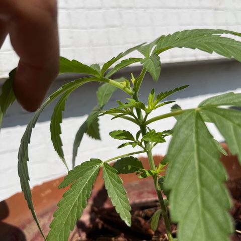 silene seagle growlog timeline photo
