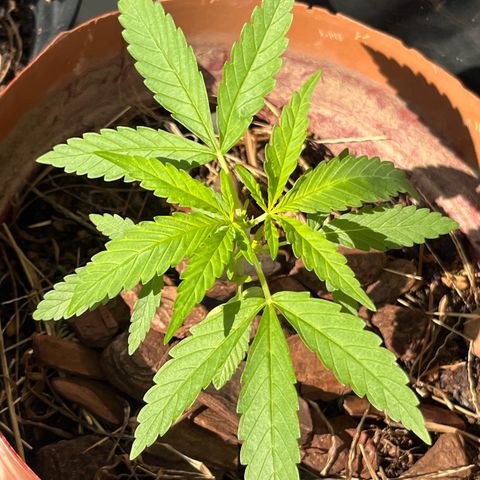silene seagle growlog timeline photo