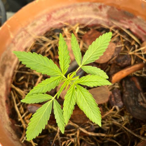 silene seagle growlog photo: reguei com mais agua que o normal e de noite ela não murchou a folha que nem antes!