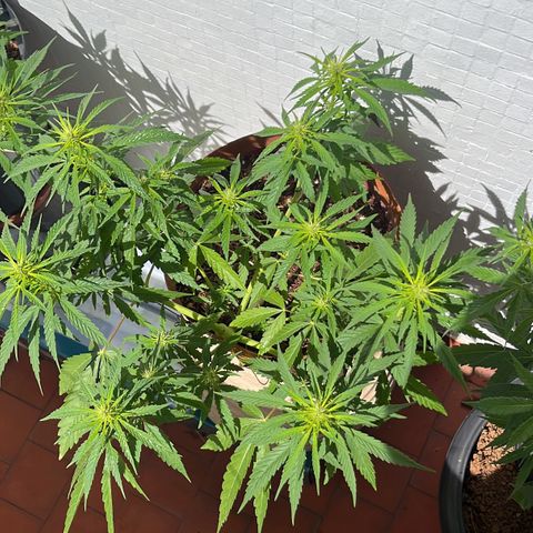 silene seagle growlog timeline photo