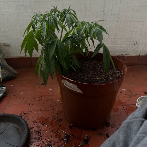 silene seagle growlog photo: fertilizei com um pouco de esterco, bokashi e humus de minhoca 