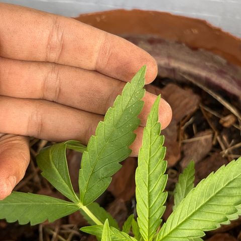 silene seagle growlog photo: manchinhas bolinhas redondas nas folhas