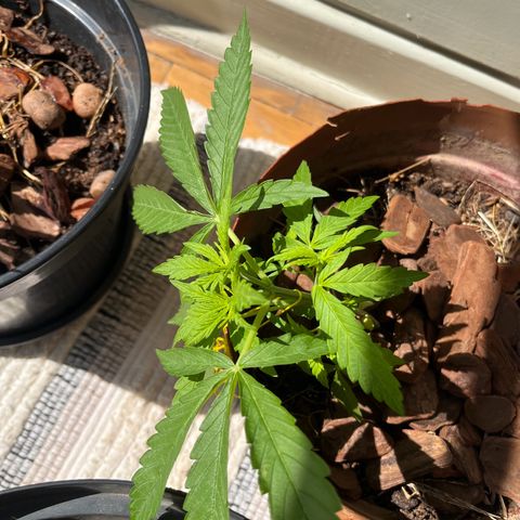 silene seagle growlog photo: fazendo lst pela primeira vez (fiz antes de viajar)