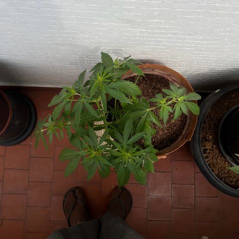 silene seagle growlog timeline photo