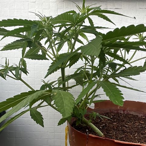 silene seagle growlog photo: pós rega :’) 