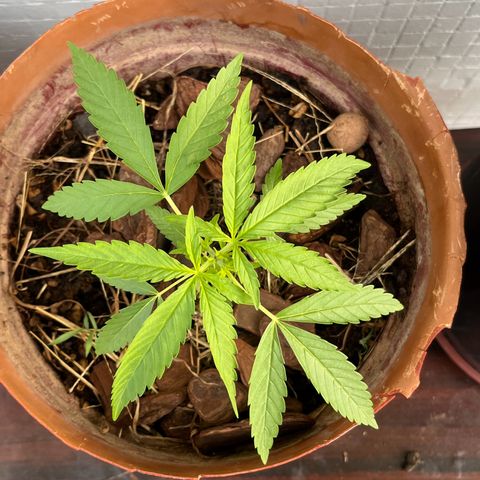 silene seagle growlog photo: manchinhas bolinhas redondas nas folhas