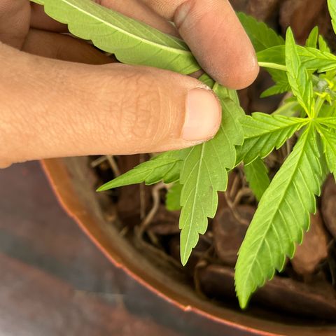silene seagle growlog photo: manchinhas bolinhas redondas nas folhas