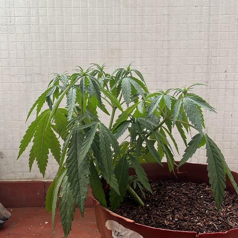 silene seagle growlog photo: fertilizei com um pouco de esterco, bokashi e humus de minhoca 