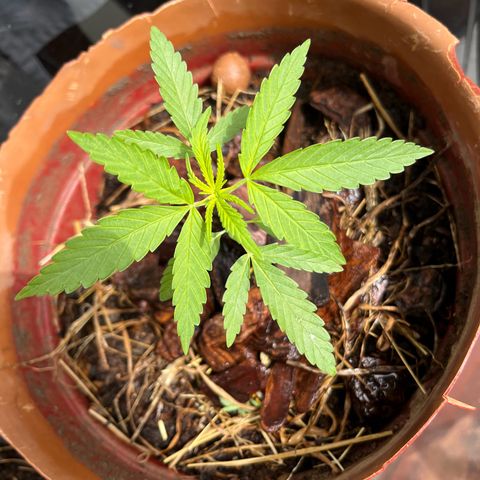 silene seagle growlog photo: reguei 