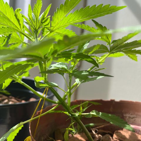 silene seagle growlog timeline photo