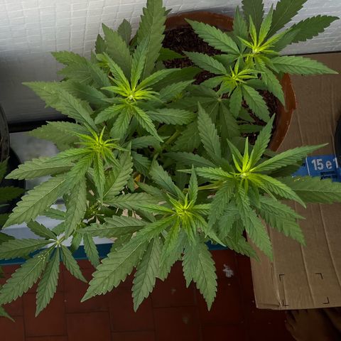 silene seagle growlog timeline photo