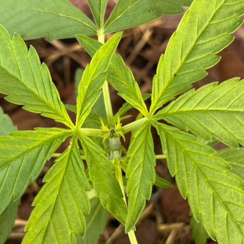 silene seagle growlog photo: manchinhas bolinhas redondas nas folhas