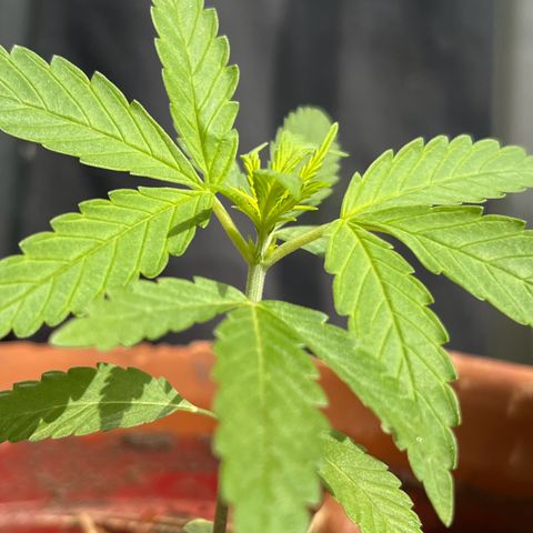 silene seagle growlog photo: reguei 