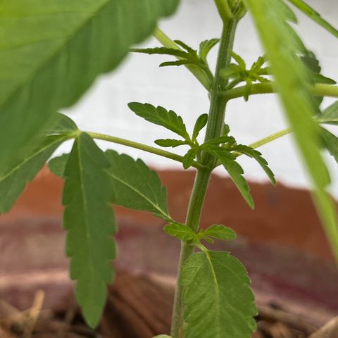 silene seagle growlog photo: manchinhas bolinhas redondas nas folhas