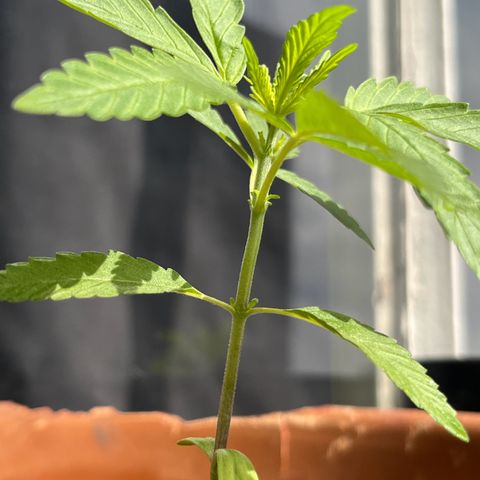 silene seagle growlog photo: reguei 