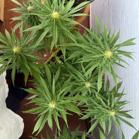 silene seagle growlog photo: desfolhação (folhinhas e fan leaves)