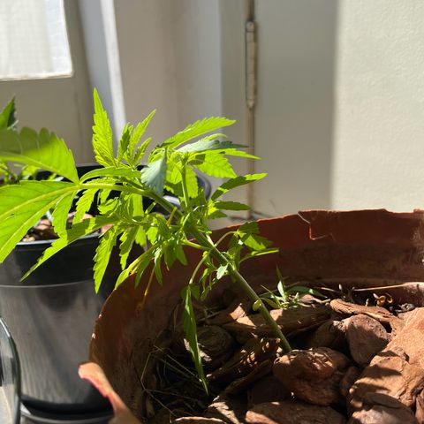 silene seagle growlog photo: fazendo lst pela primeira vez (fiz antes de viajar)