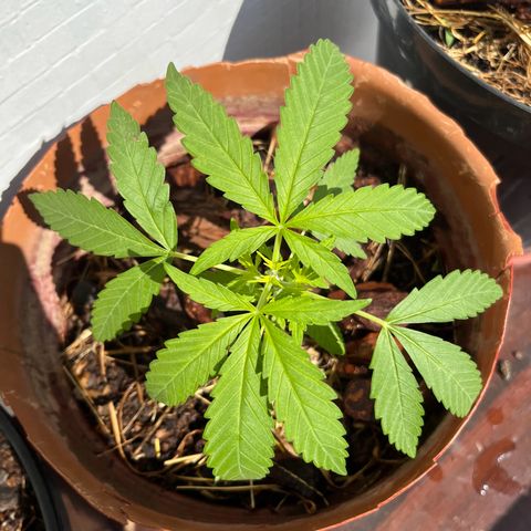 silene seagle growlog timeline photo