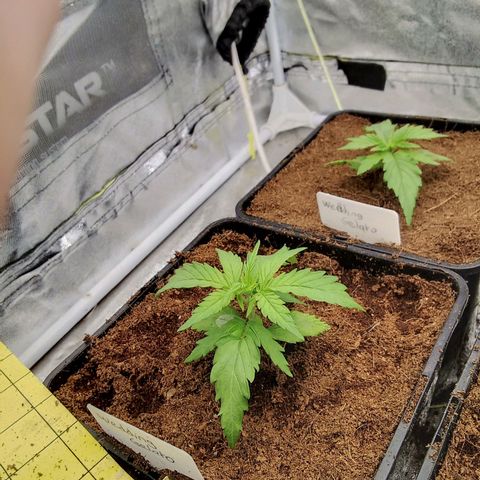 Wedding Gelato growlog photo: Repotted in veg pot