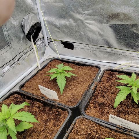 Wedding Gelato growlog photo: Repotted in veg pot