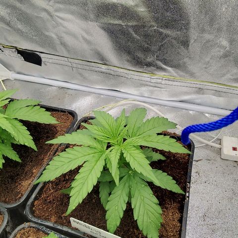 Wedding Gelato growlog timeline photo