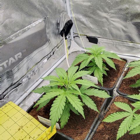 Wedding Gelato growlog timeline photo