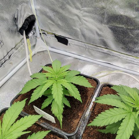 Wedding Gelato growlog timeline photo