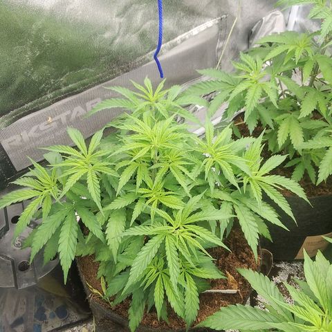 Wedding Gelato growlog timeline photo