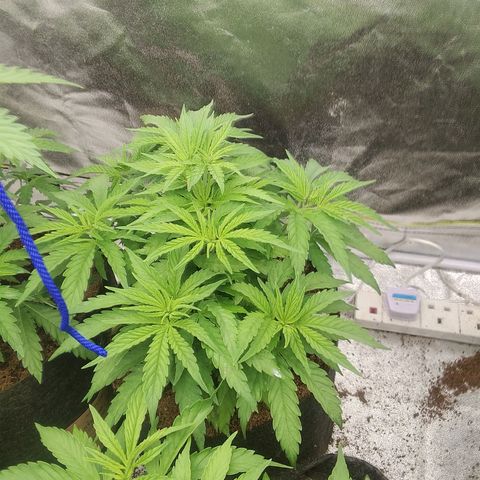 Wedding Gelato growlog timeline photo