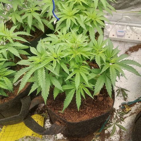 Wedding Gelato growlog timeline photo
