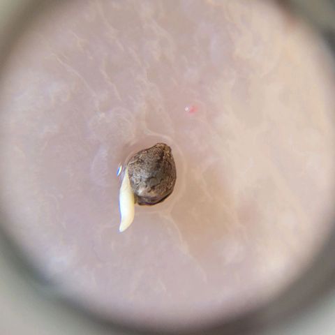 Akemi growlog timeline photo