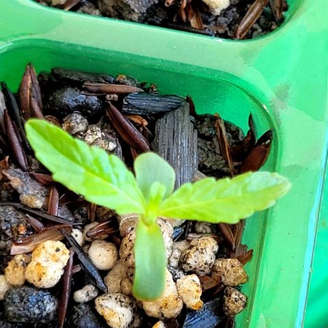 Akemi growlog timeline photo