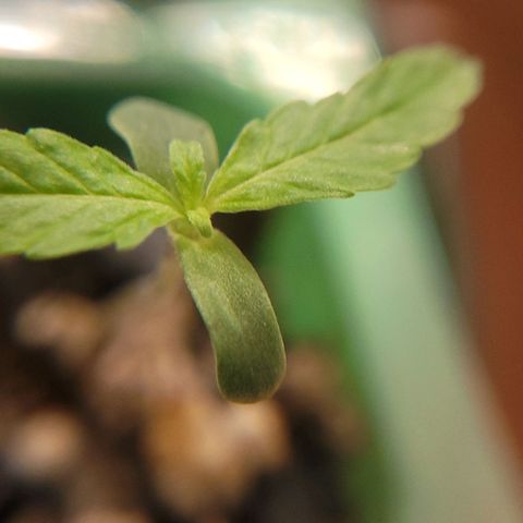 Akemi growlog timeline photo