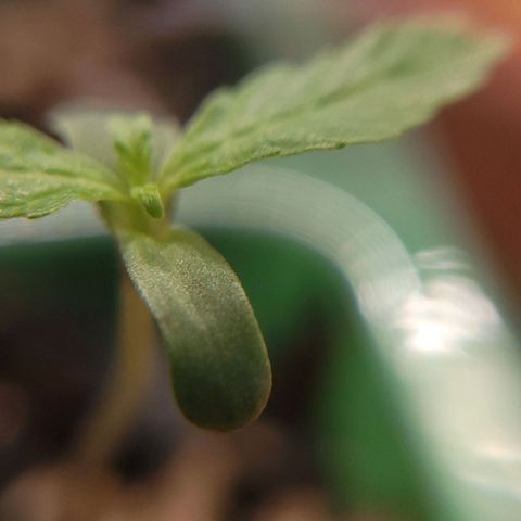 Akemi growlog timeline photo