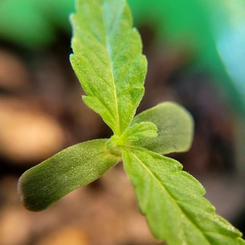 Akemi growlog timeline photo